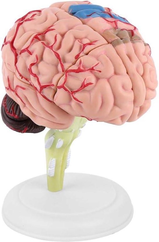 Modèle anatomique du Cerveau humain, coupe transversale médicale en plastique pour l'éducation - Modèle Anatomie .