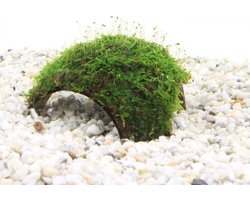Moerings 3-gaats cocosnoot met javamos Waterplant