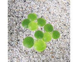 Moerings Limnobium Spongia | Amerikaanse kikkerbeet | Los