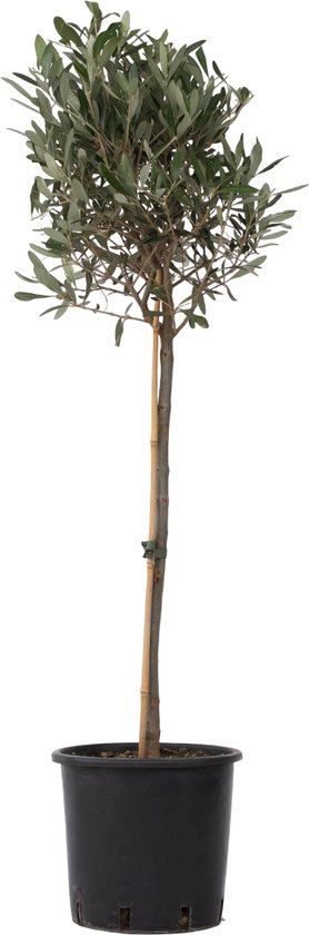 Plant in a Box - Olea Europaea - Olivier rustique sur tronc - Pot 21cm - Hauteur 90-100cm