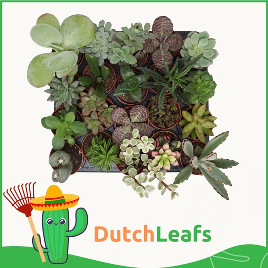 Plant In A Box - Mix Van 12 Mini Vetplanten - Echte Levende Succulenten In Pot 5,5 Cm