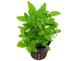 Staurogyne repens