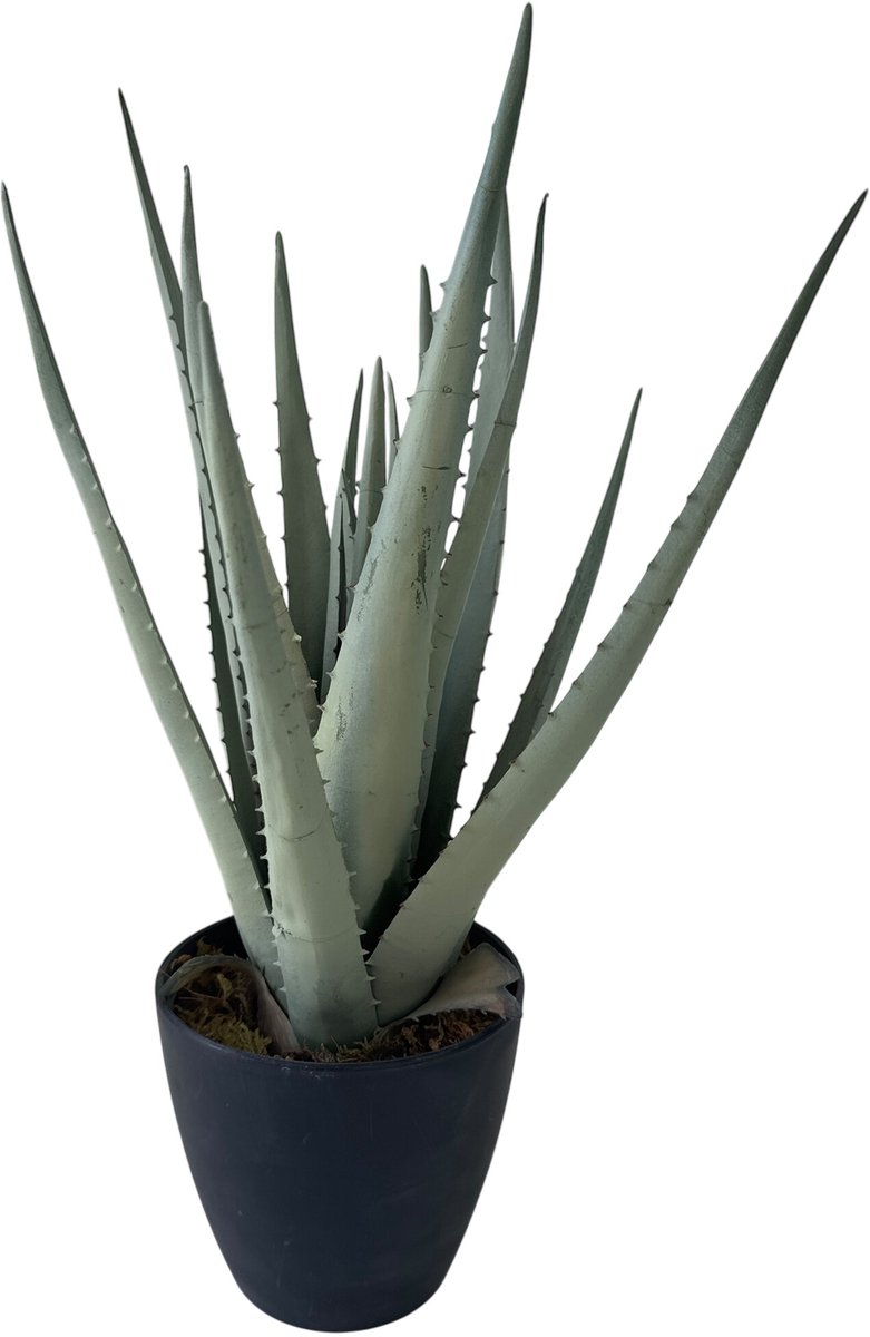 HEM Kunstplant Aloë Vera - 45 cm - 17 Uitlopers - Zwarte Pot met Mos - Realistische Nepplant