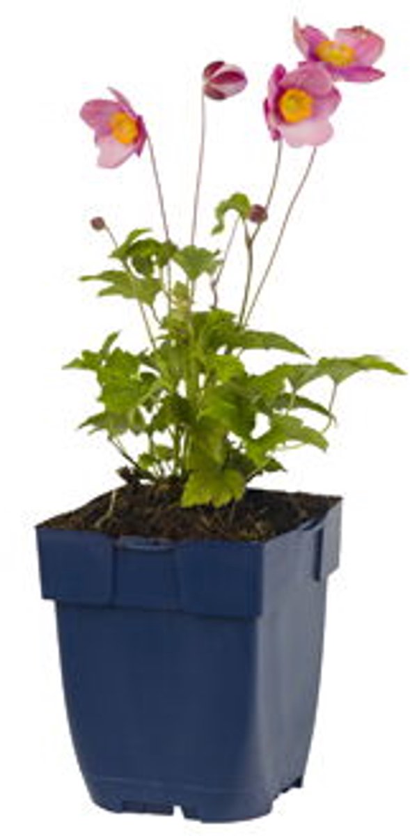 Griffioen - Anemone hup. 'Splendens'
