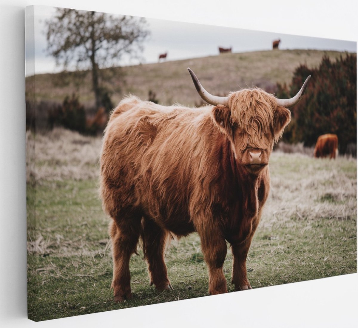 Saammp Canvas Schilderij - Groep Schotse Hooglander Koeien op de hooglanden - Dieren - Natuur - 30x20 - Foto op canvas - Wanddecoratie - muurdecoratie Woonkamer - Slaapkamer decoratie - Canvas Print Multicolor
