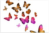 Poster – Mooie Vlindertjes op Witte Achtergrond - 60x40cm Foto op Posterpapier