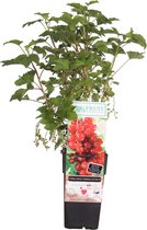 Fruitgewas van Botanicly – Rode Bes – Hoogte: 55 cm – Ribes rubrum Jonkheer van Tets