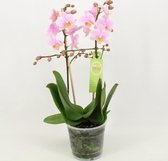 Orchidee van Botanicly – Orchidee – Hoogte: 45 cm, 1 tak – Phalaenopsis Multiflora Amaglad