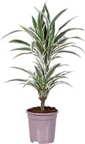 Kamerplant van Botanicly – Drakenboom – Hoogte: 70 cm – Dracaena derem. White Stripe