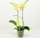 Orchidee van Botanicly – Vlinder orchidee – Hoogte: 50 cm, 1 tak – Phalaenopsis multiflora Pixie