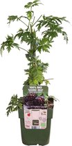 Fruitgewas van Botanicly – Gewone Braam – Hoogte: 55 cm – Rubus fruticosus Thornless Evergreen