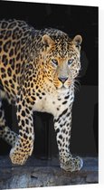 Jagende Jaguar op zwarte achtergrond - Foto op Plexiglas - 60 x 90 cm