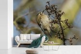 Behang - Fotobehang Eenzaam goudhaan vogeltje op een bruine tak - Breedte 600 cm x hoogte 400 cm