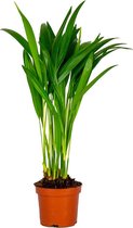 Dypsis Lutescens - Goudpalm - Kamerplant - Onderhoudsvriendelijk - ⌀10,5 cm - 25-30 cm