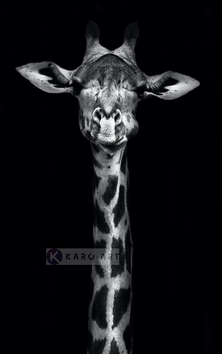 karo-art Schilderij - Giraf , Zwart wit , 3 maten , Premium print Multikleur