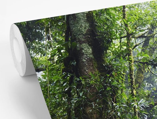 Papier peint Papier peint photo en vinyle - Forêt tropicale humide largeur 360 cm x hauteur 240 cm - Tirage photo sur papier peint (disponible en 7 tailles)