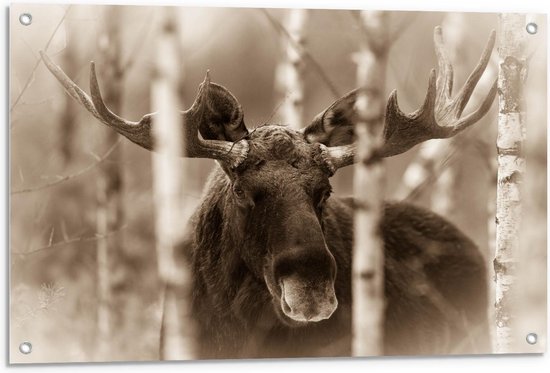 Tuinposter – Eland tussen Smalle Bomen - 90x60cm Foto op Tuinposter  (wanddecoratie voor buiten en binnen)