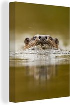 Canvas Schilderij Otter zwemt - 60x80 cm - Wanddecoratie
