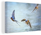 Peintures sur Toile Zwaluw - Water - Blauw - 120x80 cm - Décoration murale