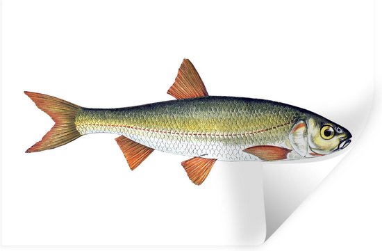 Stickers Stickers muraux - Réalisme - Poisson - Carpe - 60x40 cm - Film adhésif