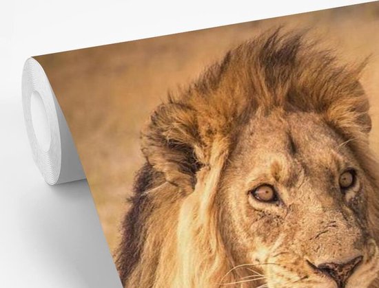 Papier peint - Papier peint photo Papier peint photo - Gros plan - Savane - Largeur 600 cm x hauteur 400 cm