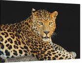 Jaguar liggend op zwarte achtergrond - Foto op Canvas - 60 x 40 cm
