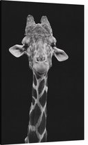 Giraffe zwart wit op zwarte achtergrond - Foto op Canvas - 100 x 150 cm