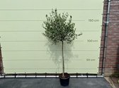 Olea Europea - Olijfboom met gladde stam, stamomvang 6 - 8 cm