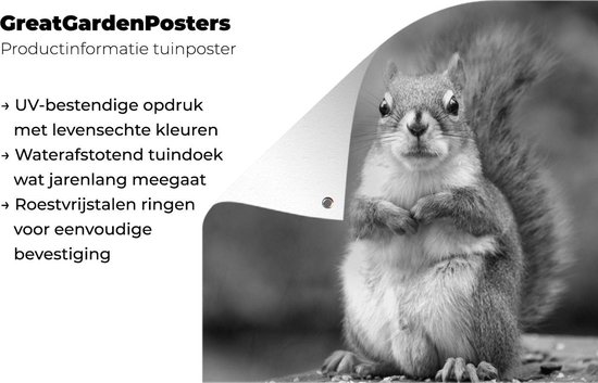 Poster Jardin écureuil vue rapprochée - noir et blanc - 200x200 cm - Toile jardin - Poster extérieur