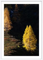 Poster Met Witte Lijst - Larch Trees Poster