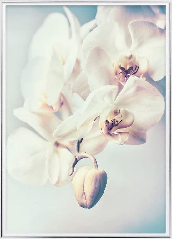 Poster Met Lijst - Orchideeën Bloemen Poster (21x30cm)