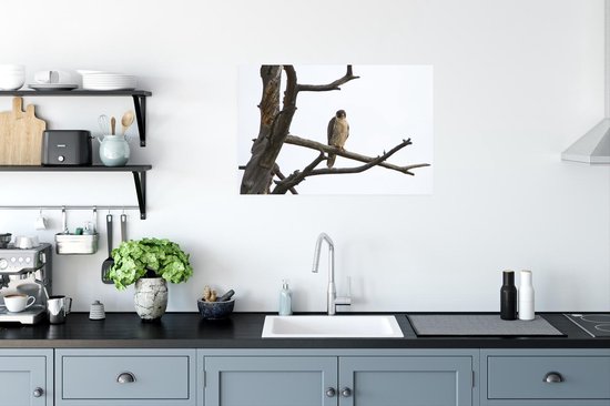 Poster Un faucon pèlerin sur la branche d'un arbre mort 60x40 cm - Tirage photo sur Poster (décoration murale salon / chambre)