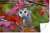 Uil kijkend in de camera in de herfst poster papier 90x60 cm - Foto print op Poster (wanddecoratie woonkamer / slaapkamer) / Wilde dieren Poster