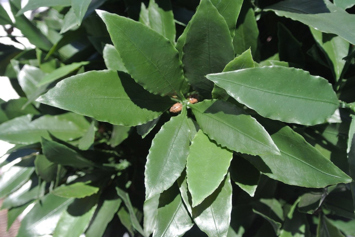 LeopoldFlora Kunst Laurier tak 50 cm UV Groen