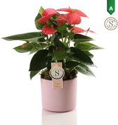 Anthurium Pink - Kamerplant - Met Bari Keramiek Bloempot Pink - 40cm