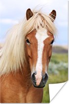Poster Portret van een IJslands paard - 120x180 cm XXL