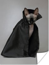 Haarloze kat met cape poster papier 30x40 cm - klein - Foto print op Poster (wanddecoratie woonkamer / slaapkamer) / Huisdieren Poster