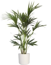 Mama's Planten - Kentia Palm In ® ELHO B.for Soft Sierpot - Vers Van De Kweker - ↨ 110cm - ⌀ 21cm