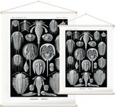 Limulus - Aspidonia (Kunstformen der Natur), Ernst Haeckel - Foto op Textielposter - 120 x 160 cm