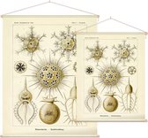 Circogonia - Phaeodaria (Kunstformen der Natur), Ernst Haeckel - Foto op Textielposter - 90 x 120 cm