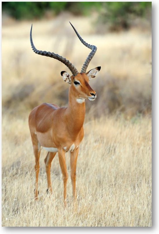 Impala Antilope op de Savanne | Dibond voor Binnen én Buiten | Dieren | Natuur