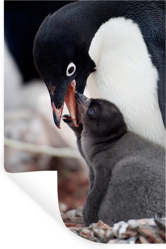 Muursticker Manchot Adélie - Nourrir Manchot Adélie - 60x90 cm - film adhésif autocollant - sticker mural repositionnable