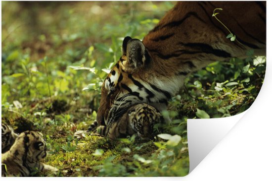 Sticker Muursticker Familles d'animaux - Tigresse avec ourson inbos - 90x60 cm - film adhésif autocollant - sticker mural repositionnable