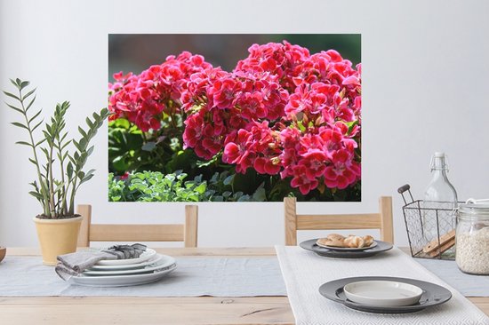 Sticker Muursticker Géranium - Fleurs de géranium rouge au jardin - 90x60 cm - film adhésif autocollant - sticker mural repositionnable