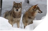 Sticker Muursticker Loups - Loups dans la neige - 120x80 cm - film autocollant - sticker mural repositionnable