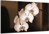 Peinture sur verre d'orchidée | Sépia, Marron | 120x70cm 1Hatch | Tirage photo sur verre |  F001880