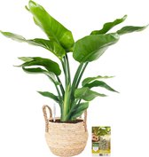 Pokon Powerplanten Strelitzia Nicolai 75 cm ↕ - Kamerplanten - in Pot (Zeegras Mand) - Paradijsvogelplant - met Plantenvoeding / Vochtmeter