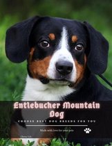 Entlebucher Mountain Dog