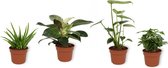 Set van 4 Kamerplanten - Monstera Deliciosa & Philodendron White Wave & Coffea Arabica & Aloë Vera - ± 30cm hoog - 12cm diameter