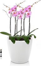 Orchideeën in Zelfwatergevende Classico